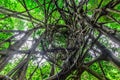 Spiral circuitous tree in national park forest