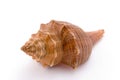 Spiral cockle-shell Royalty Free Stock Photo