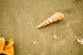 Spiral conch on the sand Royalty Free Stock Photo