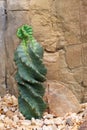 Cactus Cereus Peruvianus Spiralis. Royalty Free Stock Photo