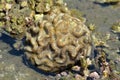 A spiral coral that appears at low tide