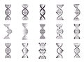 Spiral DNA icon. DNA molecule helix spiral structure, medical science chromosome concept, biology genetic symbols