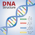 Spiral of DNA, An illustration of the structure of the DNA molecules, Vector