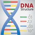 Spiral of DNA, An illustration of the structure of the DNA molecules, Vector Royalty Free Stock Photo