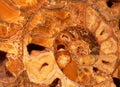 Spiral ( Dreamstime symbol )