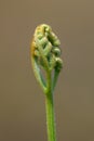 Spiral fern leaf sprouts uncurl close-up shot, new begining concept