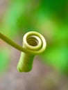 Spiral of floras Royalty Free Stock Photo