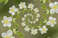 Spiral Flower Strawberries