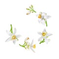 Spiral flying heap of neroli white flowers and buds isolated on white. Transparent png additional format Royalty Free Stock Photo