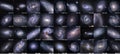 Spiral Galaxies with catalogue number, host of Cepheid Variables and Supernovae.