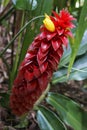 Spiral ginger flower, Costus barbatus, on tropical garden Royalty Free Stock Photo