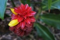 Spiral ginger flower, Costus barbatus, on tropical garden