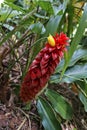 Spiral ginger flower, Costus barbatus, on tropical garden Royalty Free Stock Photo