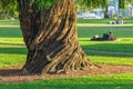 Spiral grain tree trunk - Perth