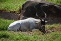 A spiral horned addax resting