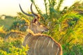Spiral Horned Antelope
