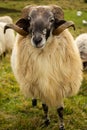 Spiral-Horned Sheep Grazing in Green Pasture A Serene Rural Scene Royalty Free Stock Photo