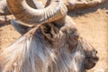 Spiral Horns of the Mountain Goat. Markhor or scythe goat looks into the camera. Mountain goat in the wild Capra Royalty Free Stock Photo