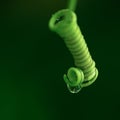 Spiral loach with raining drops on leaves background Royalty Free Stock Photo