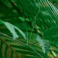 Spiral loach with water drops on leaves background Royalty Free Stock Photo