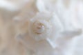 Spiral macro seashell. Blur close up shell background.
