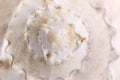 Spiral macro seashell. Blur close up shell background. Royalty Free Stock Photo