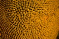 Spiral pattern in center of sunflower close up showing beautiful texture with neatly arrangement