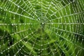 spiral pattern on a dew-wet spider web