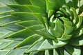 Spiral patterns of an aloe Royalty Free Stock Photo