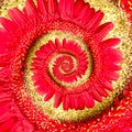 Spiral red gerbera flower Royalty Free Stock Photo