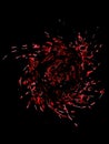 Spiral red water splash isolated on a black background Royalty Free Stock Photo