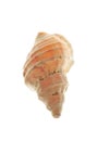 Spiral sea shell Royalty Free Stock Photo