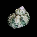 Spiral Sea Shell Green Turban Isolated On Black