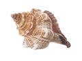 Spiral Sea Shell Isolated Royalty Free Stock Photo