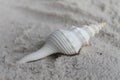 Spiral sea shell laying on the sand Royalty Free Stock Photo