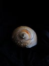 spiral sea shell looks like an eye with black background Royalty Free Stock Photo