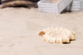 Spiral sea shell lying on beach sand Royalty Free Stock Photo