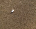 Spiral sea shell on sand in soft light, beach. Royalty Free Stock Photo