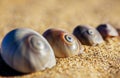 Spiral Sea Shells Royalty Free Stock Photo