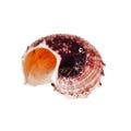 Spiral Seashell Royalty Free Stock Photo