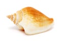 Spiral Seashell Royalty Free Stock Photo