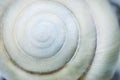 Spiral seashell background Royalty Free Stock Photo