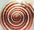 Spiral seashell close-up in beige shades. Abstract background, selective focus