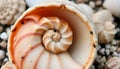 Spiral seashell close up texture, beach find and natural detail element in ocean Generative AI