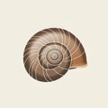 A spiral seashell illustration featuring a smooth, brown surface with white lines Royalty Free Stock Photo
