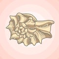 Spiral seashell illustration Royalty Free Stock Photo