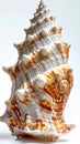 Spiral Seashell with Orange and White Pattern on White Background Royalty Free Stock Photo