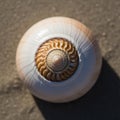 Spiral seashell on sandy surface, featuring a smooth, glossy texture. The shell displays concentric Royalty Free Stock Photo