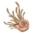 Spiral seashell with seaweed bush and red coral. Watercolor hand drawn illustration, isolated on white background for