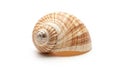 Seashell with a smooth glossy texture featuring a pattern of Royalty Free Stock Photo